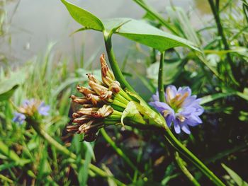 Close-up of flower