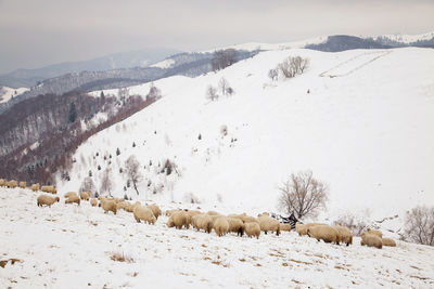 Panoramic view of snow covered landscape against sky