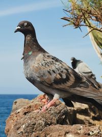 Close-up of bird perching on rock