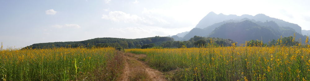 Scenic view of agricultural field against sky