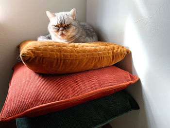 Close-up of cat lying on sofa at home