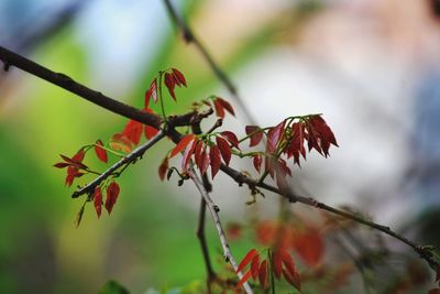 Close-up of red flowering plant