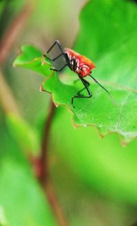 Close-up of insect on leaf