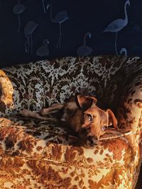 Portrait of cat relaxing on bed