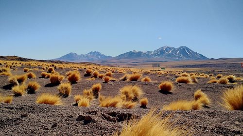 Scenic view of landscape against clear sky