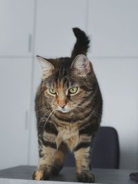Portrait of tabby cat at home