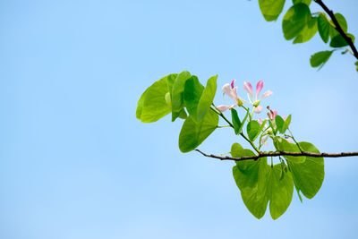 Low angle view of plant against clear blue sky