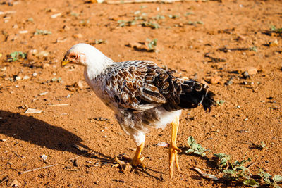 Close-up of chicken bird on field