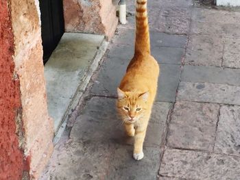 Portrait of ginger cat