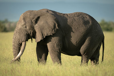 African bush elephant standing in long grass