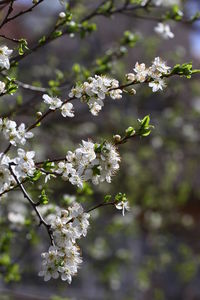 Close-up of white cherry blossoms in spring