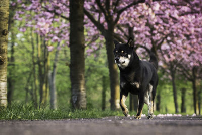 Portrait of a dog on ground