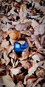 High angle view of autumn leaves on field