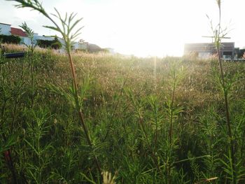 Plants growing on grassy field