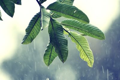 Close-up of leaves against sky
