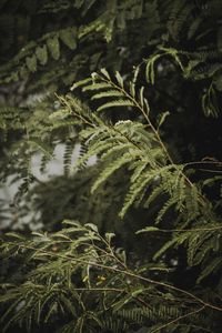 Close-up of fern