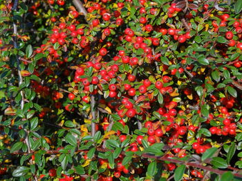 Full frame of red flowers