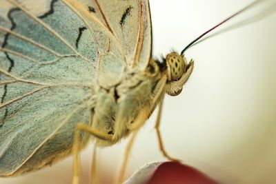 Macro shot of butterfly perching on leaf