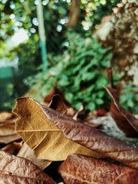 Close-up of dried leaves on tree