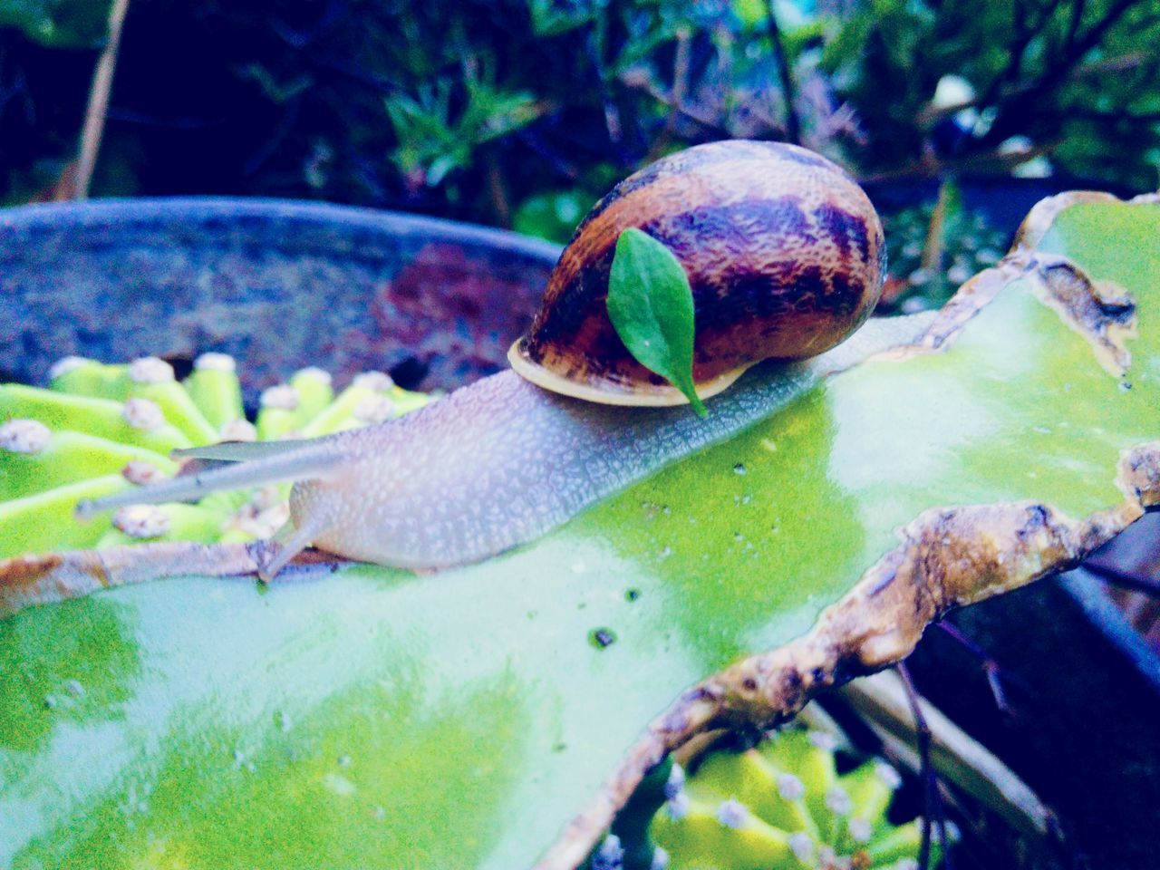 animal themes, one animal, wildlife, animals in the wild, close-up, snail, nature, no people, leaf, animal wildlife, day, green color, outdoors, beauty in nature, slug, fragility