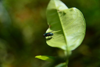 Close-up of insect on leaf