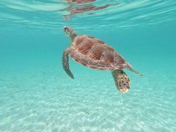 Sea turtle swimming in undersea