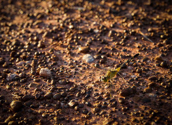 Close-up of ants on field