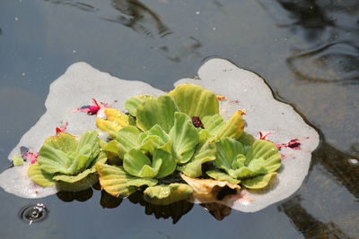 High angle view of lotus water lily in pond