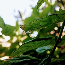 Close-up of water drops on leaf