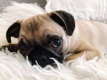 Close-up portrait of dog