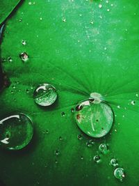 Close-up of water drops on leaves