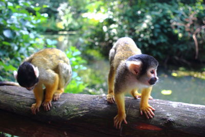 Close-up of animals against blurred background