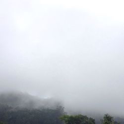 Trees in foggy weather