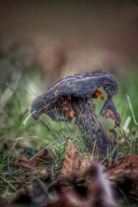 Close-up of mushroom on field