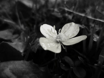 Close-up of flower blooming outdoors