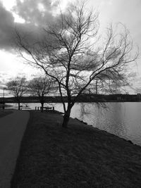 Bare trees against cloudy sky