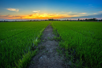 Scenic view of farm against sky during sunset
