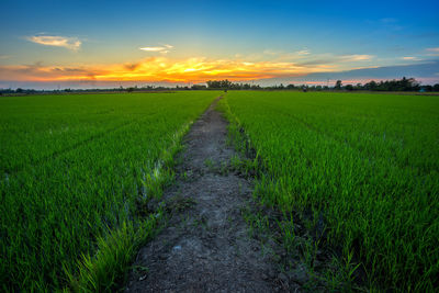 Scenic view of farm against sky during sunset