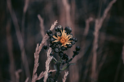 Close-up of wilted flower