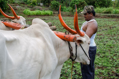 Man with bull working on field against trees