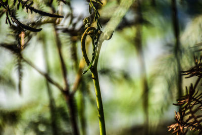Close-up of pine tree branch