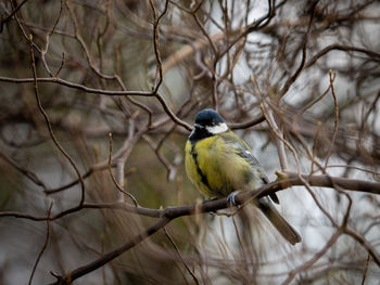 Close-up of bird perching on branch