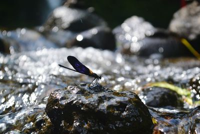 Close-up of butterfly on rock