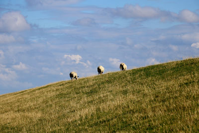 Rear view of three sheep on a hill with clouds in background 