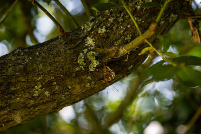 Low angle view of a tree