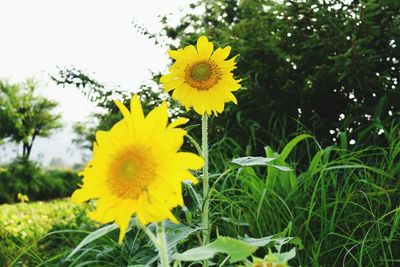 Close-up of yellow daisy flowers