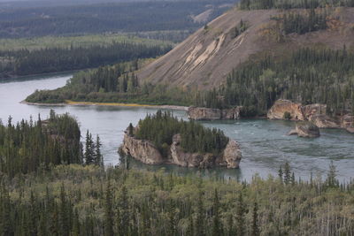 Scenic view of lake in forest