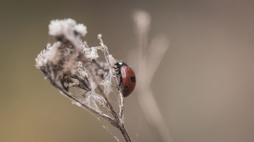 Close-up of ladybug against blurred background