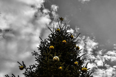 Low angle view of yellow flower against cloudy sky