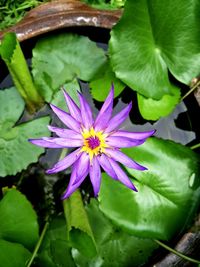 Close-up of purple lotus water lily in pond